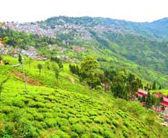 Honeymoon Tour To Darjeeling